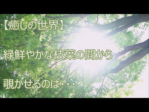 【癒しの世界】木漏れ日の中から聞こえてくる歌声・・爽やか