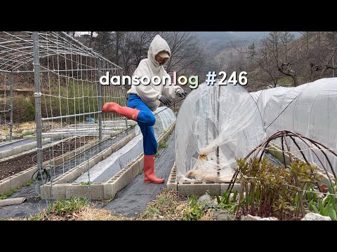 Korean spring countryside daily life vlog 246) Pepper seedlings