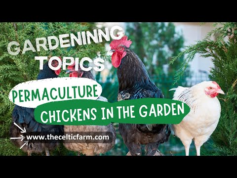 Permaculture Magic: Chickens = Sustainability?!