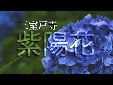 4K HDR 紫陽花 三室戸寺 hydrangea MIMUROTOJI