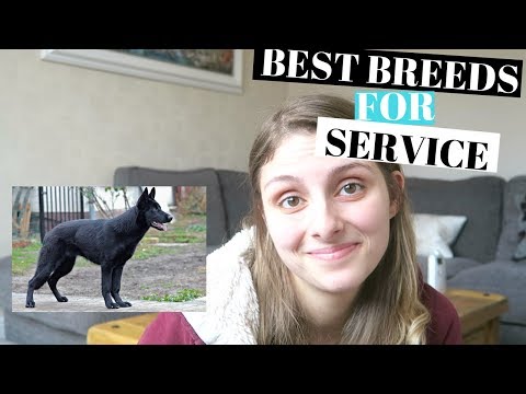 BEST DOG BREED FOR SERVICE DOGS