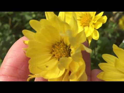 Yellow flowers and an ant in late November