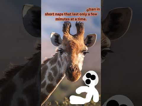 2 Facts That You Never Knew About Giraffes|| #shorts #trending #viral #facts #education #giraffe