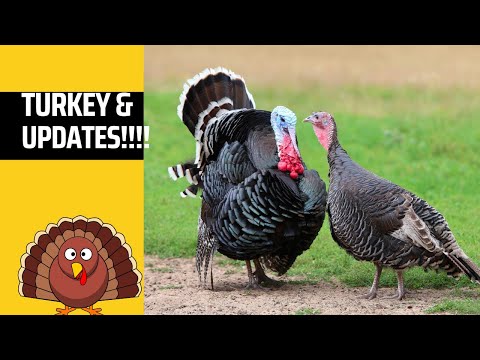 Turkeys and up dates!!!!