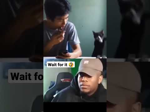 cat start for ringtone 😂😆#memes #tiktok #short #youtubeshorts #funnyvideo #memelucu #fyp #fyptiktok