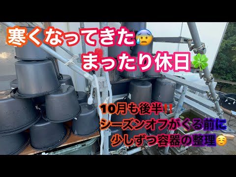 (メダカ)10月も後半🍂寒くなる前に少しずつ容器の整理！！のんびり休日☺️