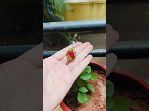 My favourite Red Rose growing in my balcony garden🌹|Rose Lover❣️ #balconygarden #rose #naturebalcony