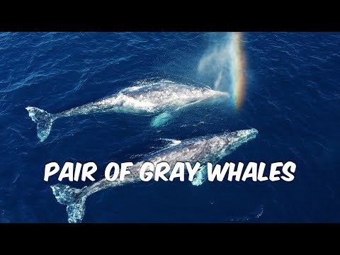 Pair of Gray Whales off of Dana Point, CA 🐳 | Whales Spout Rainbows