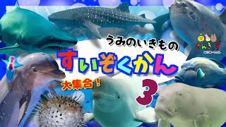 水族館へ行こう！3【子供向け 海の生き物アニメ】海の生き物 お魚さんたちが大集合！クジラ イルカ シロイルカ マンボウ サメクリオネなど人気の16種類の生き物の名前を覚えよう【知育動画】