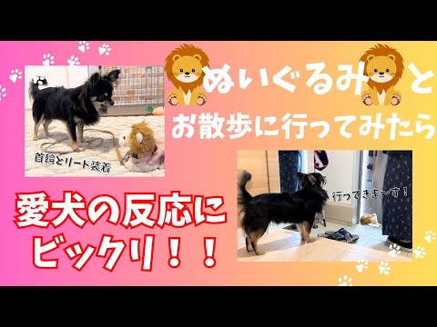 ライオンくんとお散歩に行ってみた時の愛犬チワワの反応がこちらです。