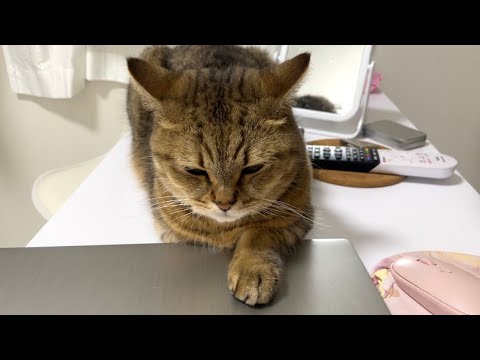 仕事をしていたら猫にそっと無言でパソコンを閉じられた…