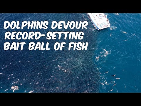 Dolphins Work Together to Hunt a Large School of Fish