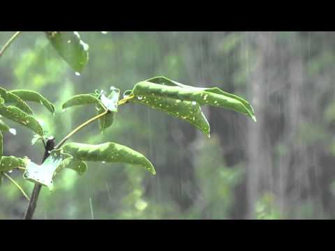 Som de Chuva sem Trovão para Dormir e Relaxar - Sons Relaxantes da Natureza - Sons de Agua