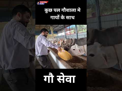 कुछ पल गौशाला में बिताये बहुत अच्छा लगा #cow #learningbaba