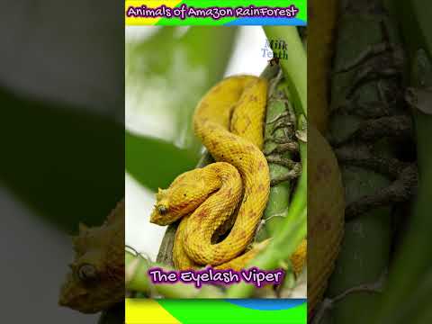 Amazing Animals found only in Amazon Rainforests #shorts