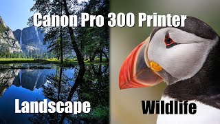 Canon Pro 300 Printer - printing and paper choice for Landscape and Wildlife prints