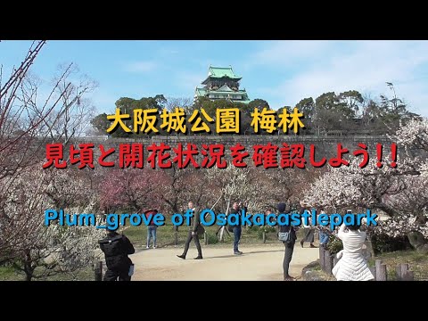 大阪城公園 梅林2020 見頃を迎えた梅【Plum_grove of Osakacastlepark】