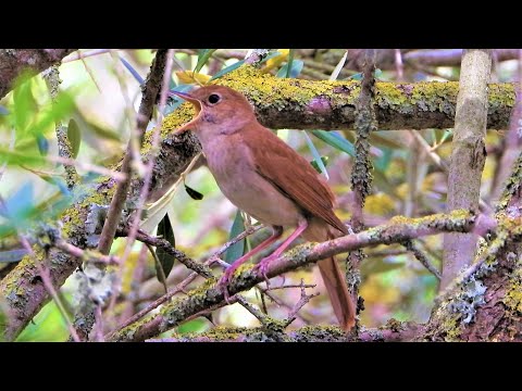 NIGHTINGALE Singing ♫ The Best Bird Song   ♫ 4K VIDEO ♫  Luscinia megarhynchos