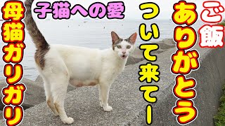 母猫がついてきてーというからついていくと・・・ 子猫へご飯を運ぶ母猫 さくらねこと子猫と母猫への給餌