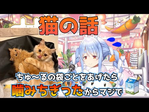 飼ってる猫みみとごろにゃんが可愛いという話をする兎田ぺこら【兎田ぺこら切り抜き】