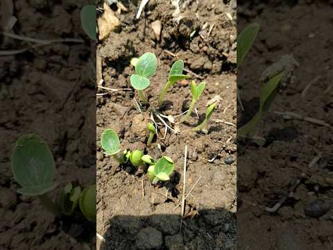 Watermelon seeds growing after 6 day's!