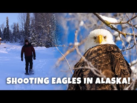 EAGLE PHOTOGRAPHY IN ALASKA | Canon R5 Bird Photography Test