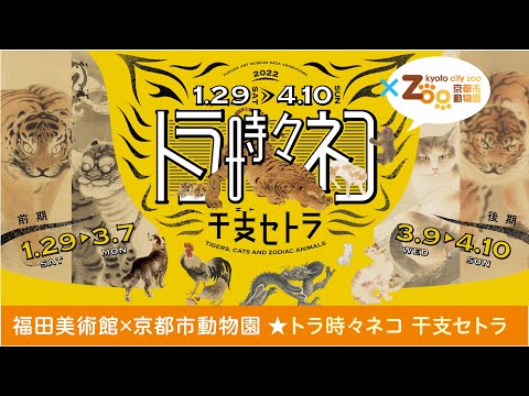 「トラ時々ネコ 干支セトラ」展動画　福田美術館×京都市動物園