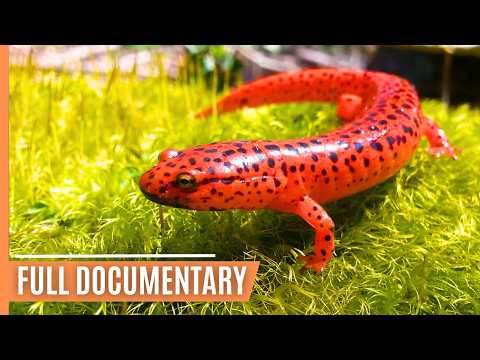 The Greatest Amphibian Stories - From Raising Young to Escaping Predators | Full Documentary