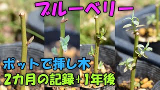 【挿し木】ブルーベリー 2カ月間の記録+1年後