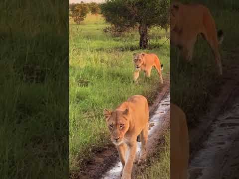 Retirement Travelers: Kruger National Park | A Pride of Lions in South Africa #shorts