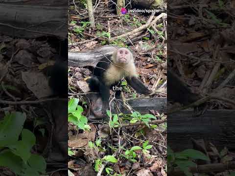 Nature’s smartest problem solvers! Capuchin monkey #youtubeshorts #animals #facts #wildlife #cute