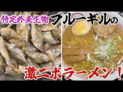 特定外来生物ブルーギルの煮干しで激ニボラーメン