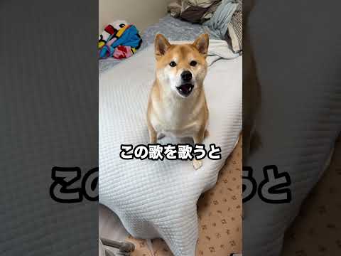 「やさいのうた」です。なぜ遠吠え？？？ 皆様も歌ってみてください！！！ #遠吠え #柴犬 #ワンコ #やさいのうた