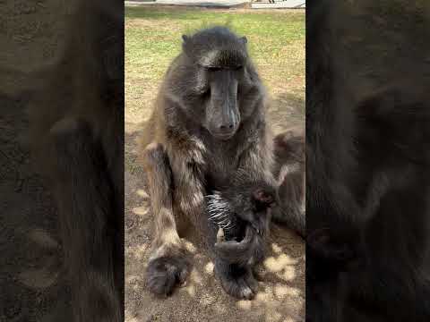 a BABOON hugging a PORCUPINE?!  #cuteanimals #baby #monkey #animalfriends #farmlife