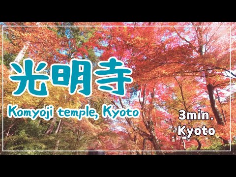 【3min Kyoto】3分で巡る「秋の光明寺🍁」~Kyoto Japan~