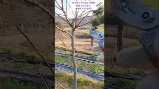 세력이 약한 감나무에서 강전지는 이렇게합니다 pruning persimmon fruits