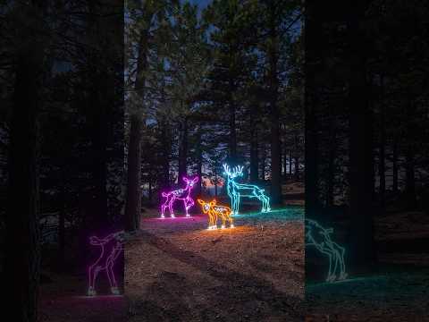 Family of Deer 🦌💫 #lightpainting #art #deer #nature #color