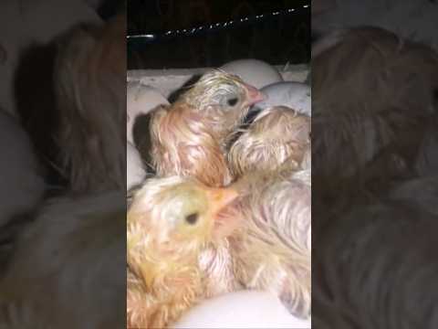 incubator chicks hatching #incubator #chicks #hatching