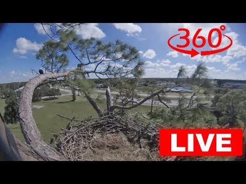 Southwest Florida Eagle Cam 360