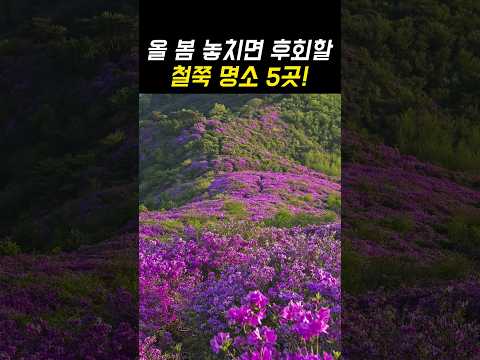 올 봄 놓치면 후회할 4월 여행지 추천 철쭉 명소 TOP5