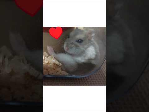 ラッコみたいなハムスター（ピク）#ハムスター #hamsters #手乗りハムスター #くしくし #可愛い#癒し#ラッコ#cute