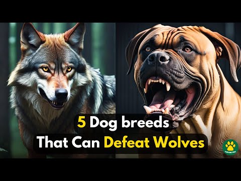 TOP 5 DOG BREEDS That Can Defeat WOLVES!