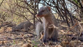 On Safari With Nala | Episode 26 | The Banded Mongoose