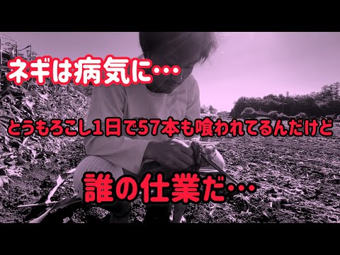 とうもろこしは暑くなるとカメムシに要注意。1日で57本も喰われるのは初めてです。