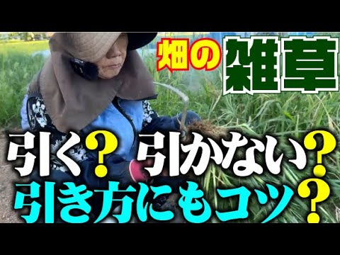 【雑草引き】メリット・デメリット、根こそぎ引く必要はありません【雑草対策】