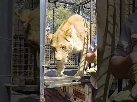 #animals #bobcat #lion #zoo #wildlife #tiger #cat #fun #tigerlion #wildcats