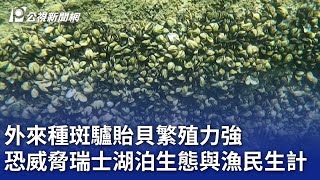 外來種斑驢貽貝繁殖力強 恐威脅瑞士湖泊生態與漁民生計｜20241015 公視晚間新聞