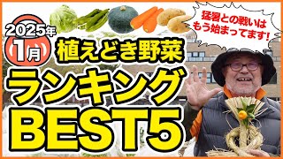 家庭菜園や農園で1月にオススメ！植えどき野菜ランキングBEST5！栽培オススメ品種の育て方を徹底解説！【農園ライフ】