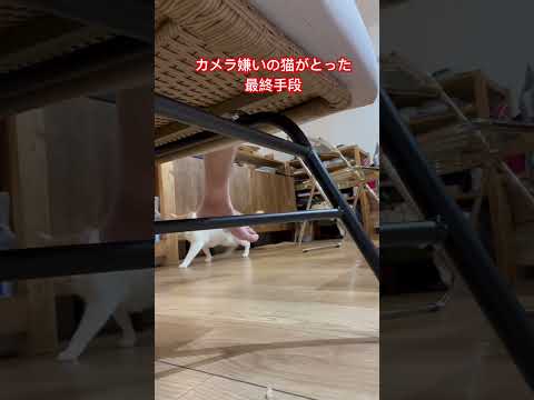 カメラ嫌いの猫がとった最終手段#猫動画 #カメラ嫌いな猫 #その手があったか