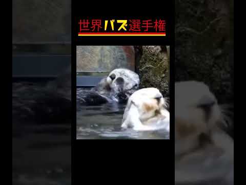 「予想外すぎる！？動物たちの奇跡の瞬間を見逃すな！」#癒やし #動物ハプニング#癒し系動物 #ViralAnimals#CuteAnimalMoments #shorts